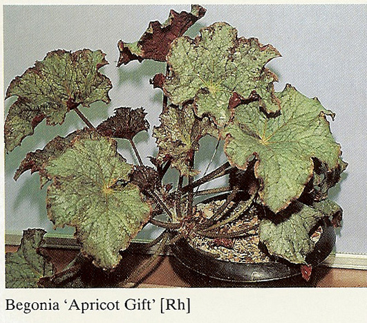 B. ‘Apricot Gift’